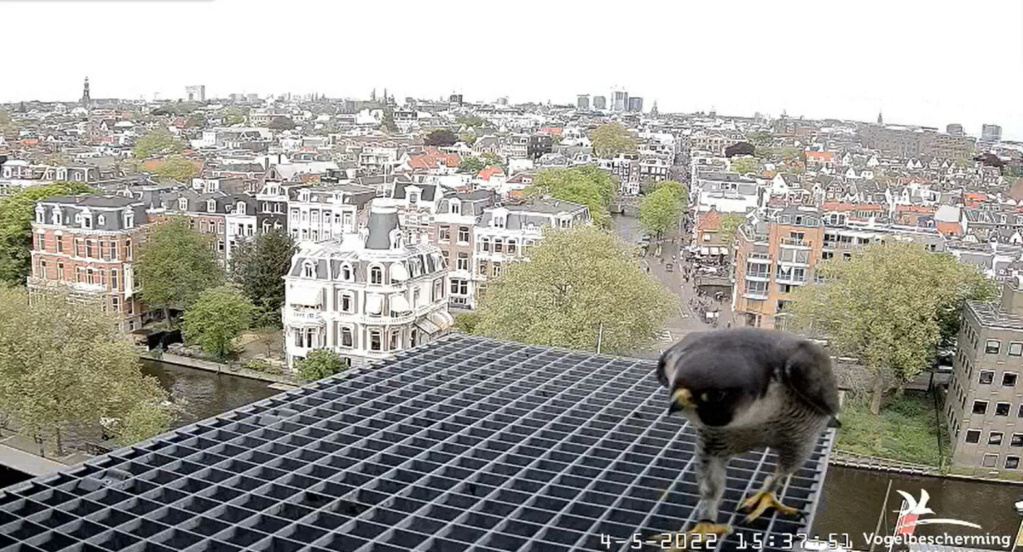 Amsterdam/Rijksmuseum screenshots © Beleef de Lente/Vogelbescherming Nederland - Pagina 30 20222491