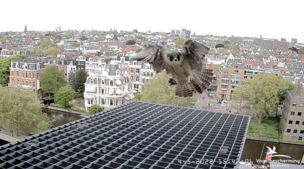 Amsterdam/Rijksmuseum screenshots © Beleef de Lente/Vogelbescherming Nederland - Pagina 30 20222496