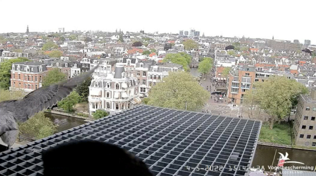 Amsterdam/Rijksmuseum screenshots © Beleef de Lente/Vogelbescherming Nederland - Pagina 30 20222499