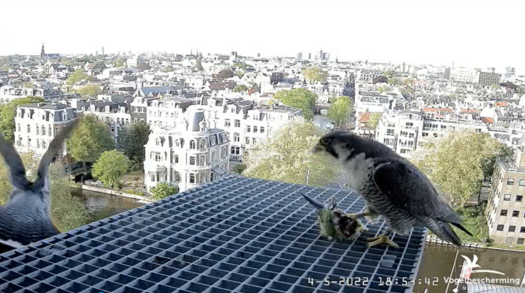 Amsterdam/Rijksmuseum screenshots © Beleef de Lente/Vogelbescherming Nederland - Pagina 30 20222506