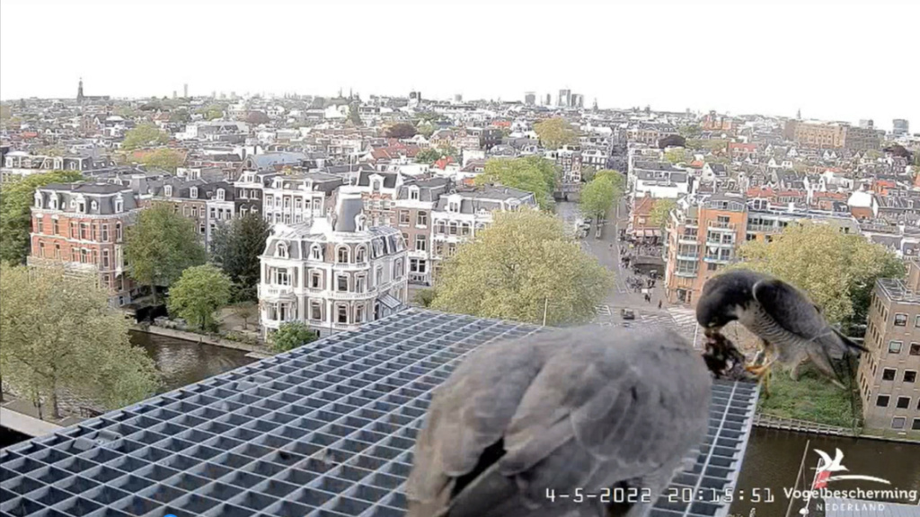Amsterdam/Rijksmuseum screenshots © Beleef de Lente/Vogelbescherming Nederland - Pagina 30 20222513