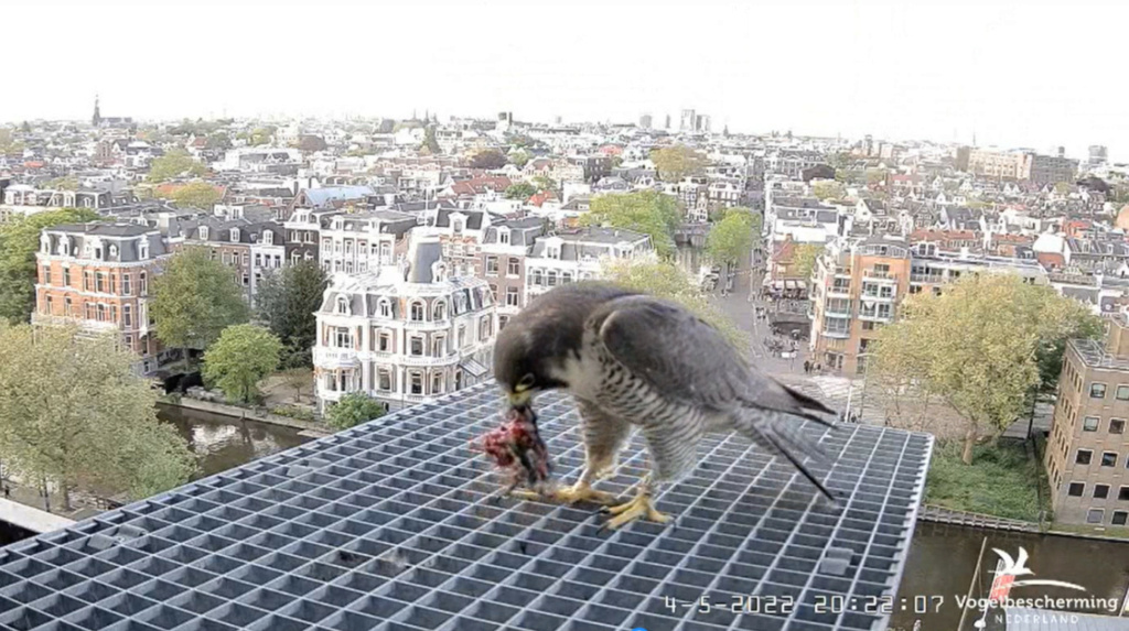 Amsterdam/Rijksmuseum screenshots © Beleef de Lente/Vogelbescherming Nederland - Pagina 30 20222519