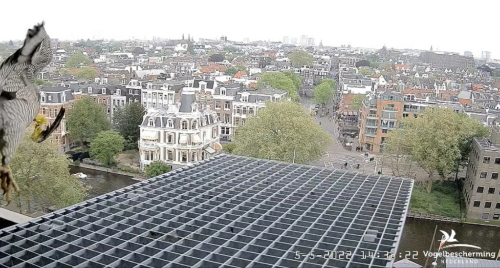 Amsterdam/Rijksmuseum screenshots © Beleef de Lente/Vogelbescherming Nederland - Pagina 31 20222547