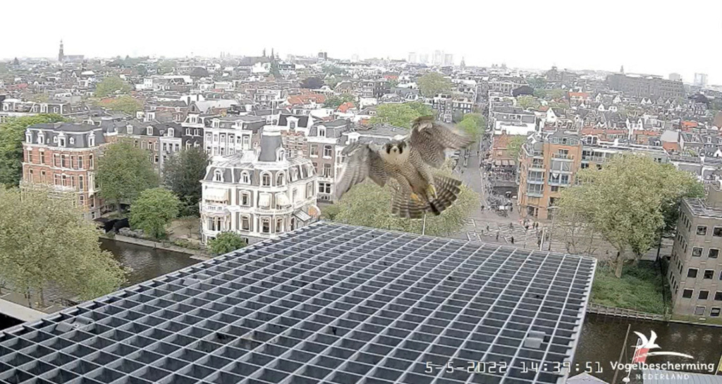 Amsterdam/Rijksmuseum screenshots © Beleef de Lente/Vogelbescherming Nederland - Pagina 31 20222548