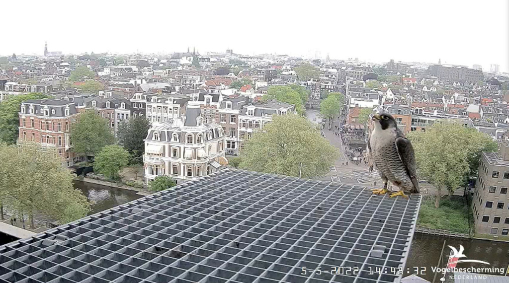 Amsterdam/Rijksmuseum screenshots © Beleef de Lente/Vogelbescherming Nederland - Pagina 31 20222550