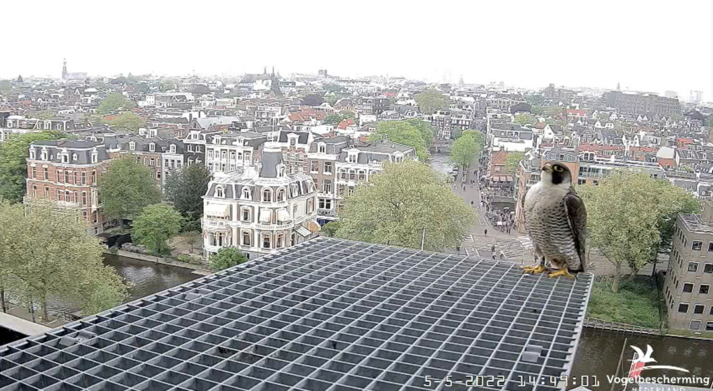 Amsterdam/Rijksmuseum screenshots © Beleef de Lente/Vogelbescherming Nederland - Pagina 31 20222552