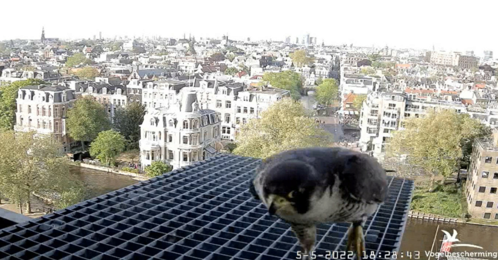 Amsterdam/Rijksmuseum screenshots © Beleef de Lente/Vogelbescherming Nederland - Pagina 31 20222575