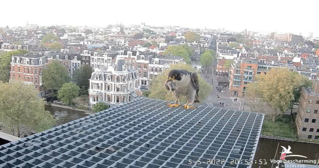 Amsterdam/Rijksmuseum screenshots © Beleef de Lente/Vogelbescherming Nederland - Pagina 31 20222580