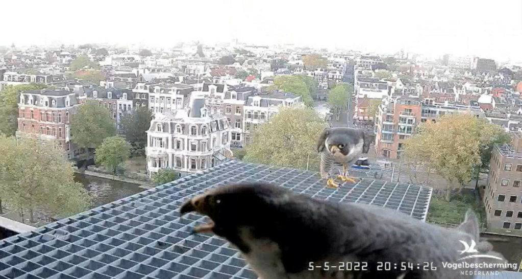 Amsterdam/Rijksmuseum screenshots © Beleef de Lente/Vogelbescherming Nederland - Pagina 31 20222583