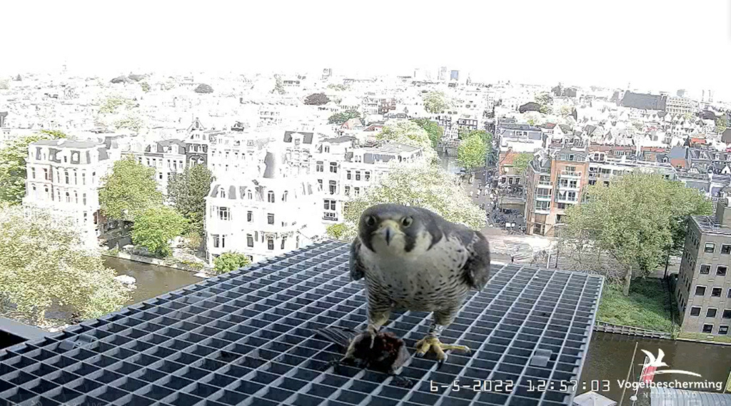 Amsterdam/Rijksmuseum screenshots © Beleef de Lente/Vogelbescherming Nederland - Pagina 32 20222599