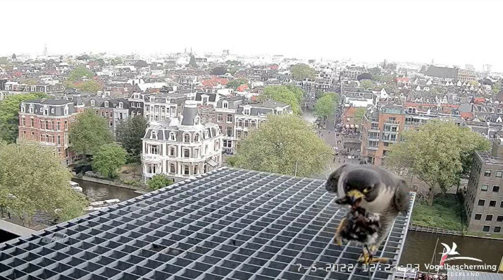 Amsterdam/Rijksmuseum screenshots © Beleef de Lente/Vogelbescherming Nederland - Pagina 33 20222679