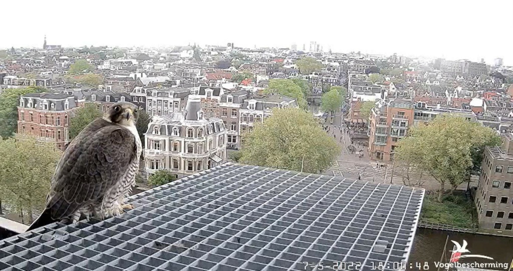 Amsterdam/Rijksmuseum screenshots © Beleef de Lente/Vogelbescherming Nederland - Pagina 33 20222712