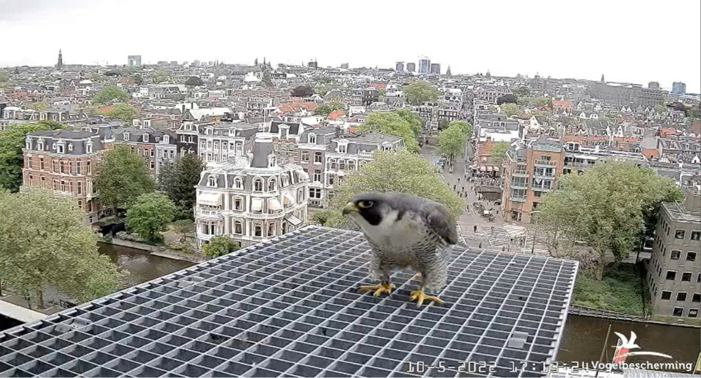 Amsterdam/Rijksmuseum screenshots © Beleef de Lente/Vogelbescherming Nederland - Pagina 35 20222821