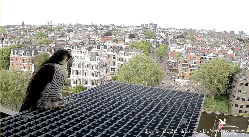 Amsterdam/Rijksmuseum screenshots © Beleef de Lente/Vogelbescherming Nederland - Pagina 36 20222887