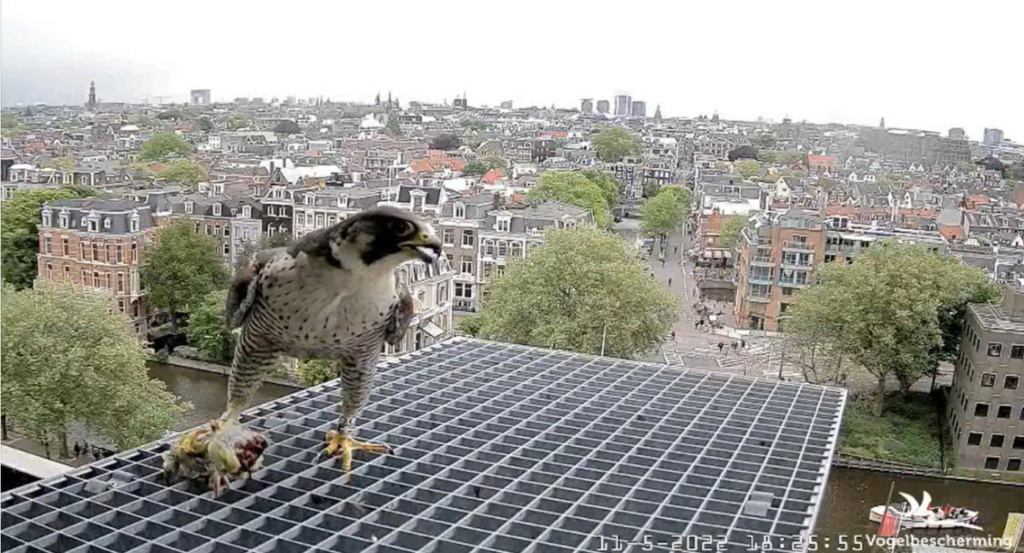 Amsterdam/Rijksmuseum screenshots © Beleef de Lente/Vogelbescherming Nederland - Pagina 36 20222897