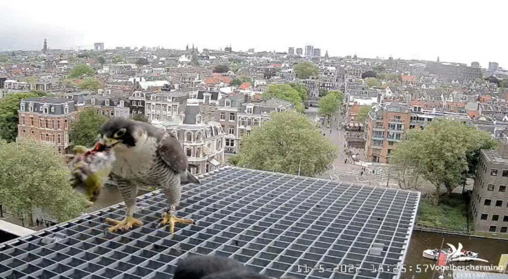 Amsterdam/Rijksmuseum screenshots © Beleef de Lente/Vogelbescherming Nederland - Pagina 36 20222898