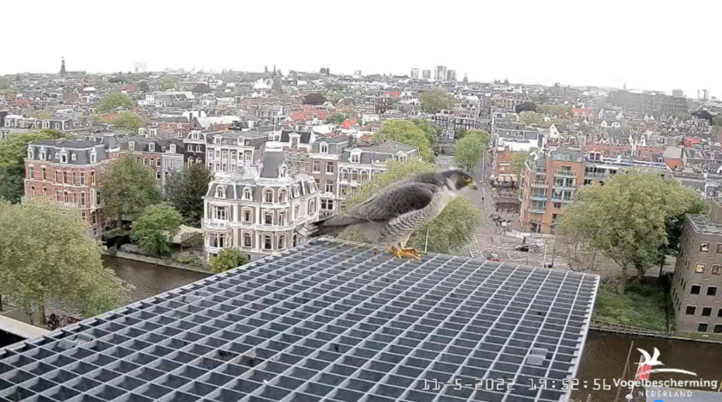 Amsterdam/Rijksmuseum screenshots © Beleef de Lente/Vogelbescherming Nederland - Pagina 36 20222905