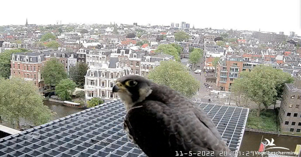 Amsterdam/Rijksmuseum screenshots © Beleef de Lente/Vogelbescherming Nederland - Pagina 36 20222907