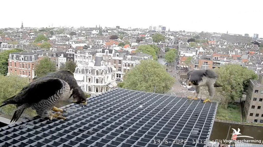 Amsterdam/Rijksmuseum screenshots © Beleef de Lente/Vogelbescherming Nederland - Pagina 37 20222915