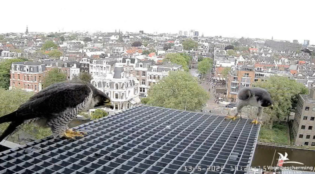 Amsterdam/Rijksmuseum screenshots © Beleef de Lente/Vogelbescherming Nederland - Pagina 37 20222916