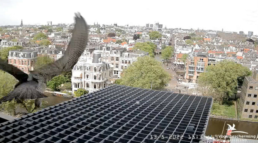 Amsterdam/Rijksmuseum screenshots © Beleef de Lente/Vogelbescherming Nederland - Pagina 37 20222935