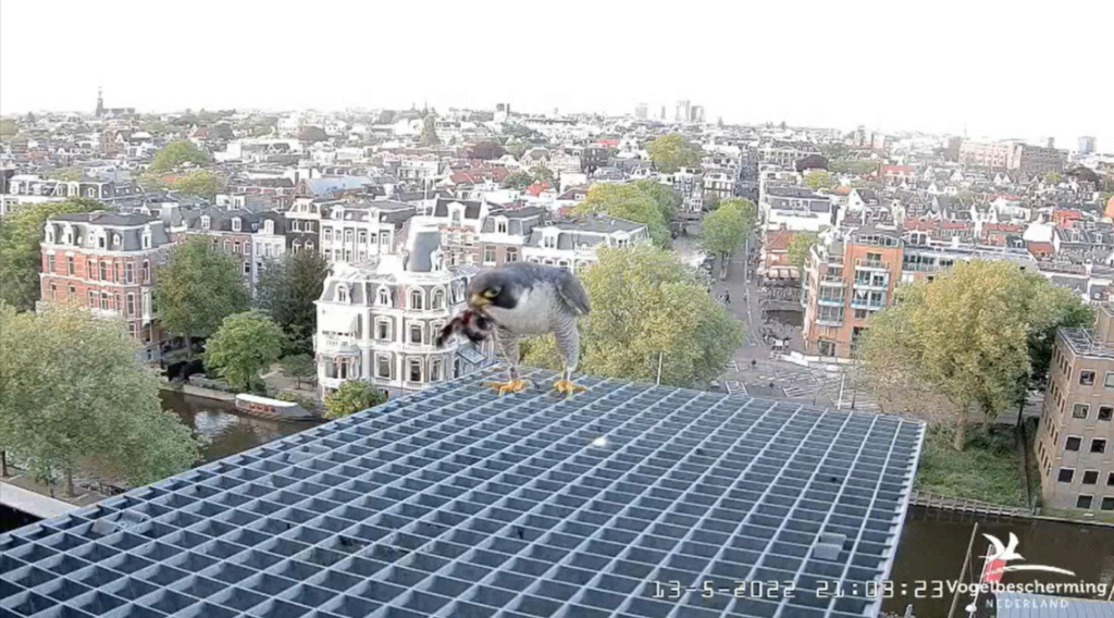 Amsterdam/Rijksmuseum screenshots © Beleef de Lente/Vogelbescherming Nederland - Pagina 38 20222960