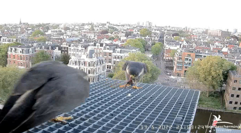 Amsterdam/Rijksmuseum screenshots © Beleef de Lente/Vogelbescherming Nederland - Pagina 38 20222961