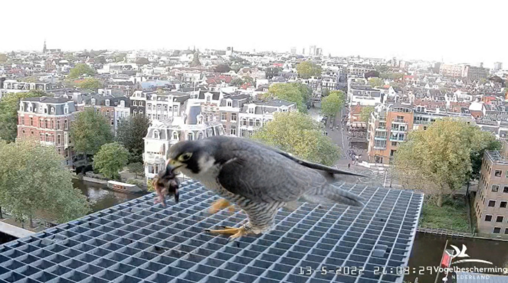 Amsterdam/Rijksmuseum screenshots © Beleef de Lente/Vogelbescherming Nederland - Pagina 38 20222962