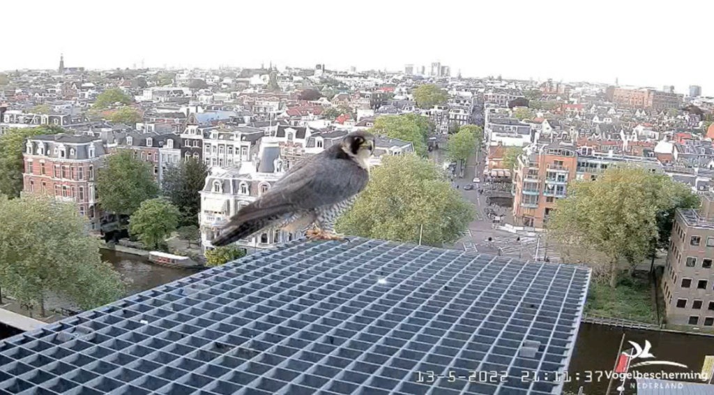 Amsterdam/Rijksmuseum screenshots © Beleef de Lente/Vogelbescherming Nederland - Pagina 38 20222967