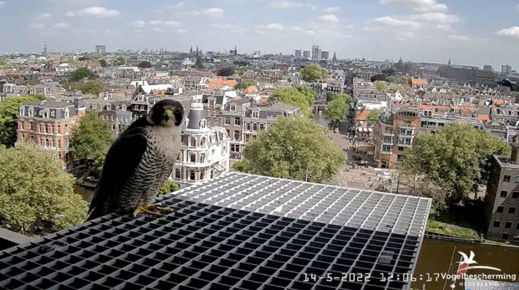 Amsterdam/Rijksmuseum screenshots © Beleef de Lente/Vogelbescherming Nederland - Pagina 38 20222969