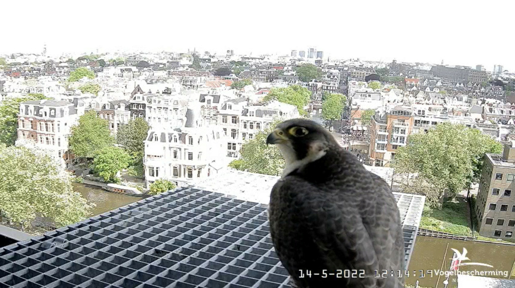 Amsterdam/Rijksmuseum screenshots © Beleef de Lente/Vogelbescherming Nederland - Pagina 38 20222972