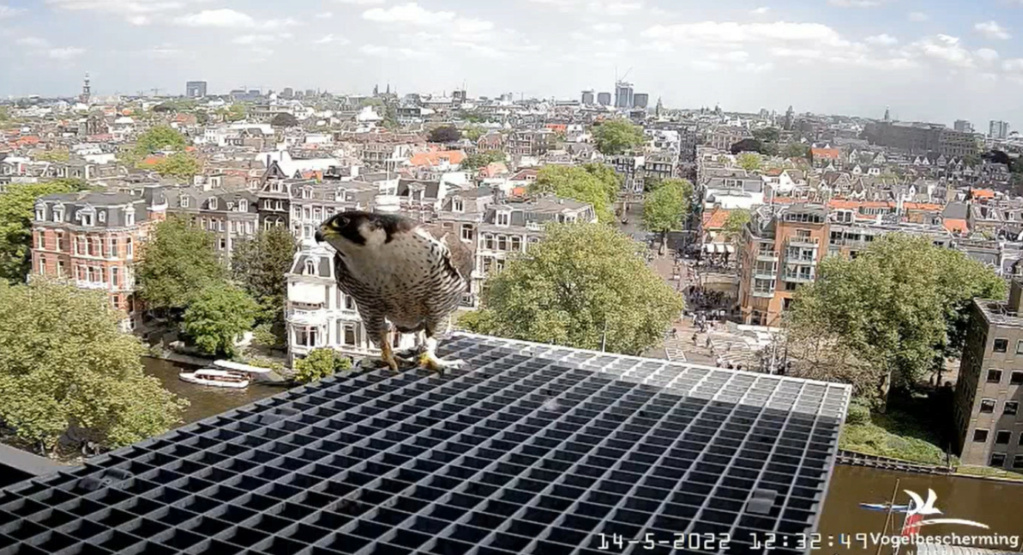 Amsterdam/Rijksmuseum screenshots © Beleef de Lente/Vogelbescherming Nederland - Pagina 38 20222973