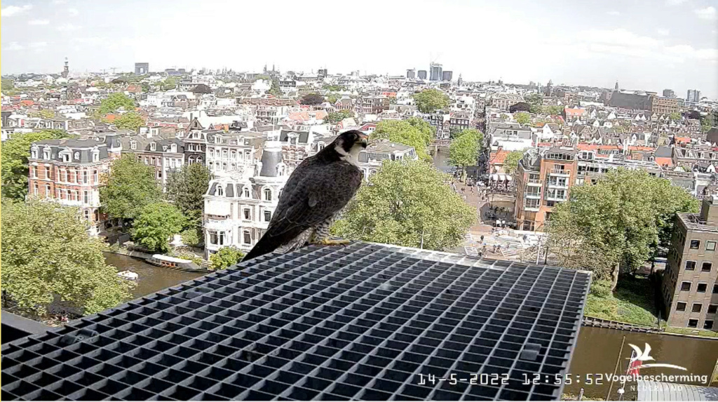 Amsterdam/Rijksmuseum screenshots © Beleef de Lente/Vogelbescherming Nederland - Pagina 38 20222980