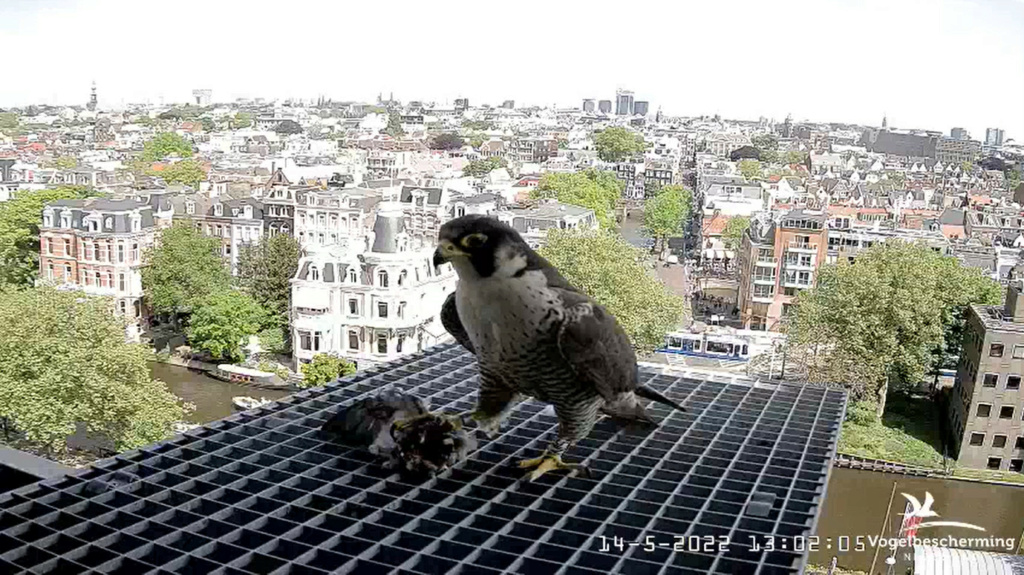 Amsterdam/Rijksmuseum screenshots © Beleef de Lente/Vogelbescherming Nederland - Pagina 38 20222984