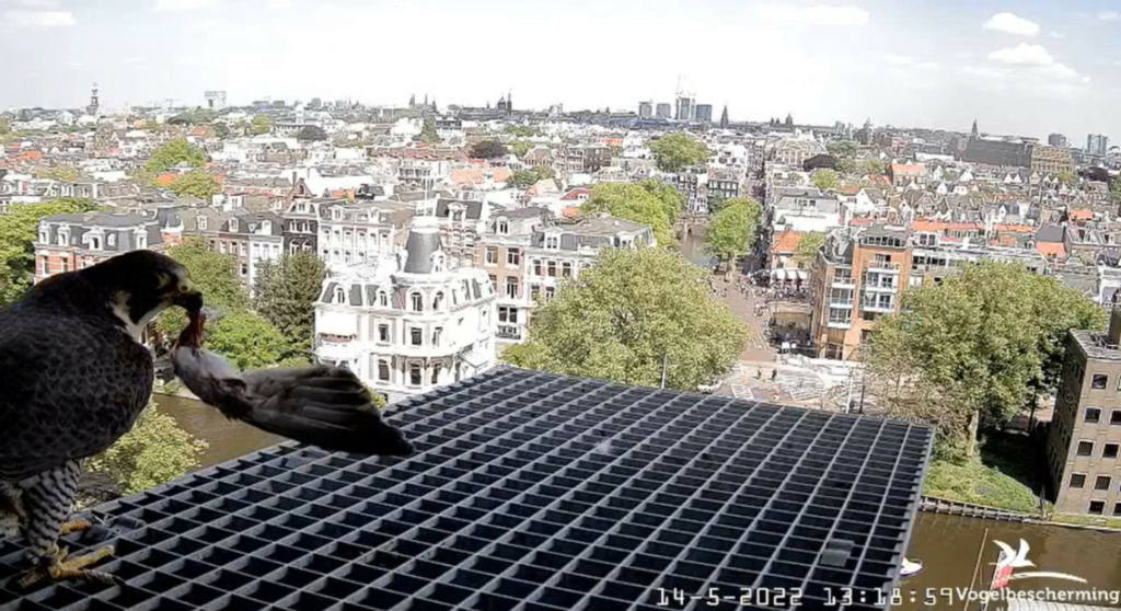 Amsterdam/Rijksmuseum screenshots © Beleef de Lente/Vogelbescherming Nederland - Pagina 38 20223004