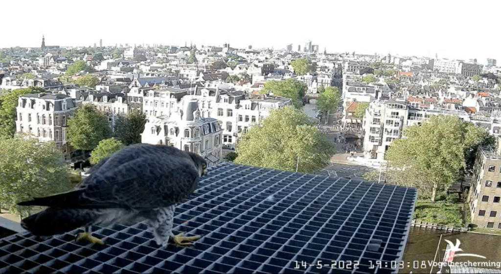 Amsterdam/Rijksmuseum screenshots © Beleef de Lente/Vogelbescherming Nederland - Pagina 39 20223029