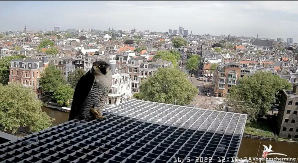 Amsterdam/Rijksmuseum screenshots © Beleef de Lente/Vogelbescherming Nederland - Pagina 40 20223097
