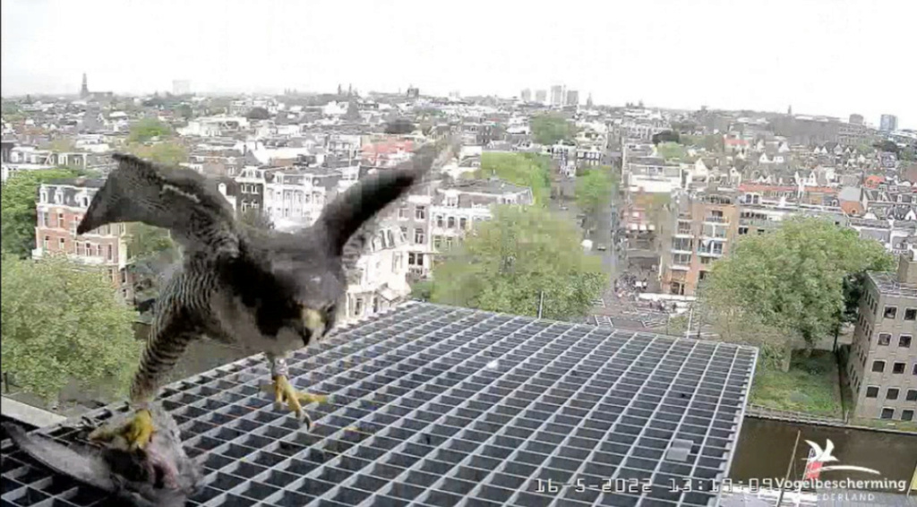 Amsterdam/Rijksmuseum screenshots © Beleef de Lente/Vogelbescherming Nederland - Pagina 40 20223104