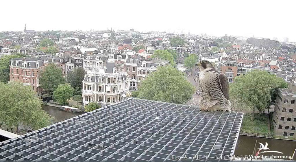 Amsterdam/Rijksmuseum screenshots © Beleef de Lente/Vogelbescherming Nederland 20223112