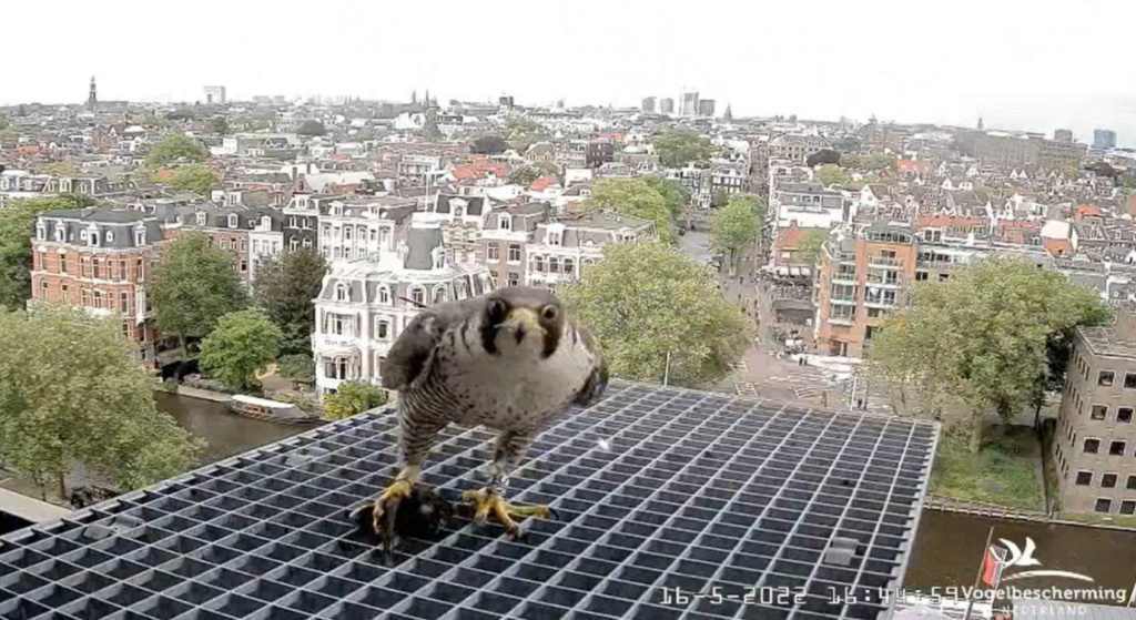 Amsterdam/Rijksmuseum screenshots © Beleef de Lente/Vogelbescherming Nederland 20223127
