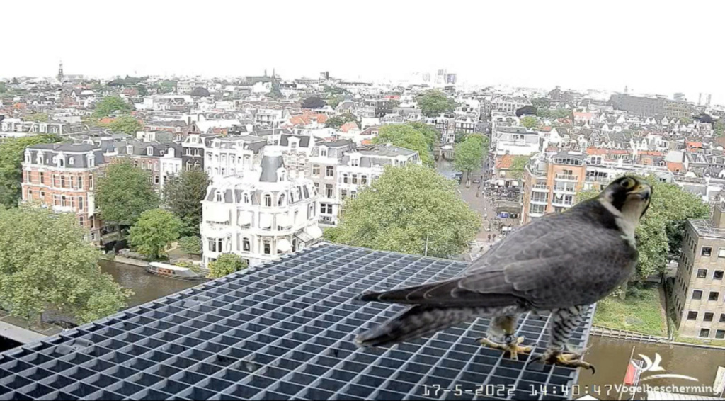 Amsterdam/Rijksmuseum screenshots © Beleef de Lente/Vogelbescherming Nederland 20223159