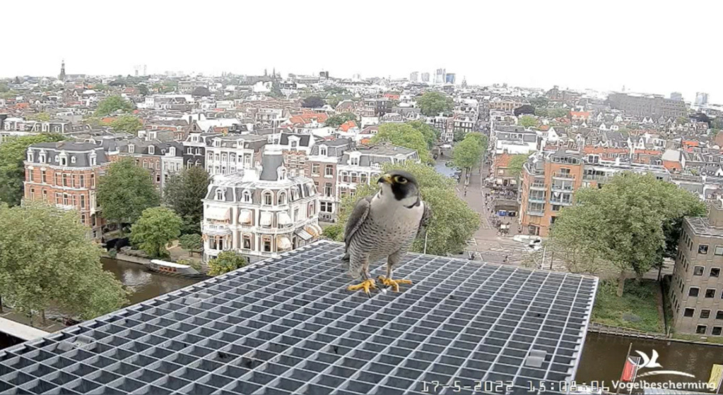 Amsterdam/Rijksmuseum screenshots © Beleef de Lente/Vogelbescherming Nederland 20223162