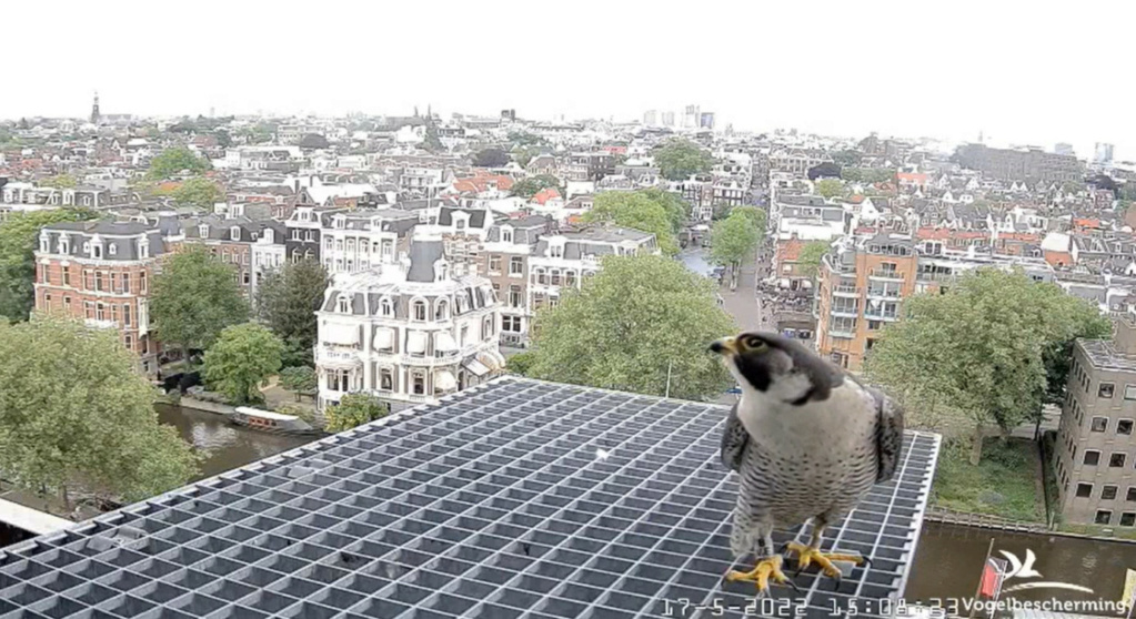 Amsterdam/Rijksmuseum screenshots © Beleef de Lente/Vogelbescherming Nederland 20223164