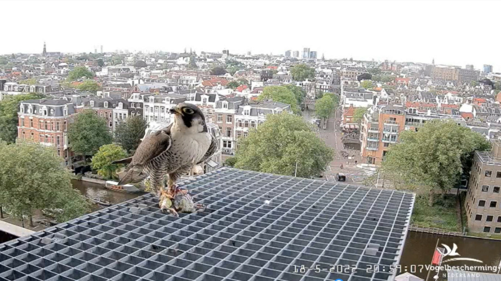 Amsterdam/Rijksmuseum screenshots © Beleef de Lente/Vogelbescherming Nederland - Pagina 2 20223252