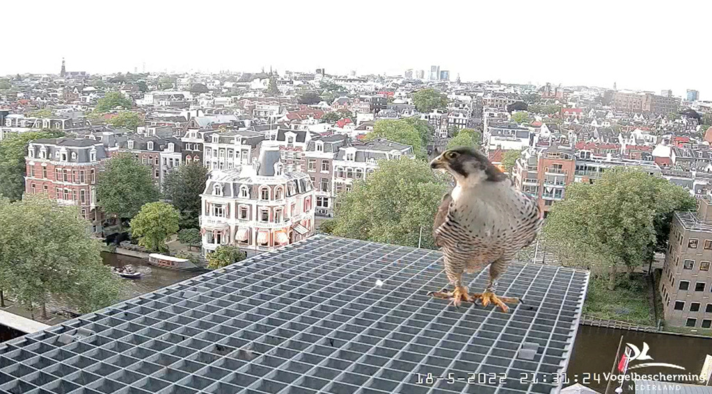 Amsterdam/Rijksmuseum screenshots © Beleef de Lente/Vogelbescherming Nederland - Pagina 2 20223261