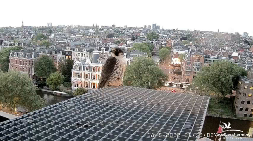 Amsterdam/Rijksmuseum screenshots © Beleef de Lente/Vogelbescherming Nederland - Pagina 2 20223262