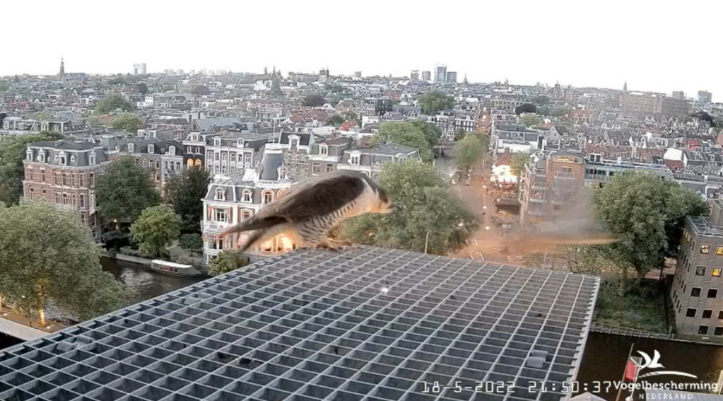 Amsterdam/Rijksmuseum screenshots © Beleef de Lente/Vogelbescherming Nederland - Pagina 2 20223264