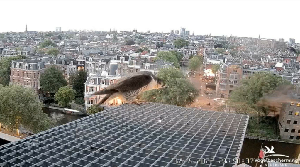 Amsterdam/Rijksmuseum screenshots © Beleef de Lente/Vogelbescherming Nederland - Pagina 3 20223265