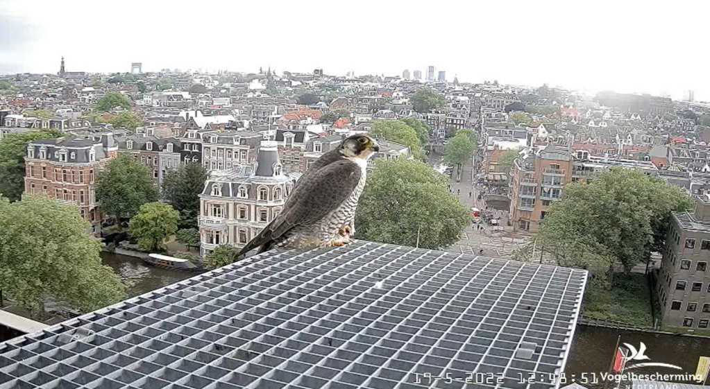 Amsterdam/Rijksmuseum screenshots © Beleef de Lente/Vogelbescherming Nederland - Pagina 3 20223267