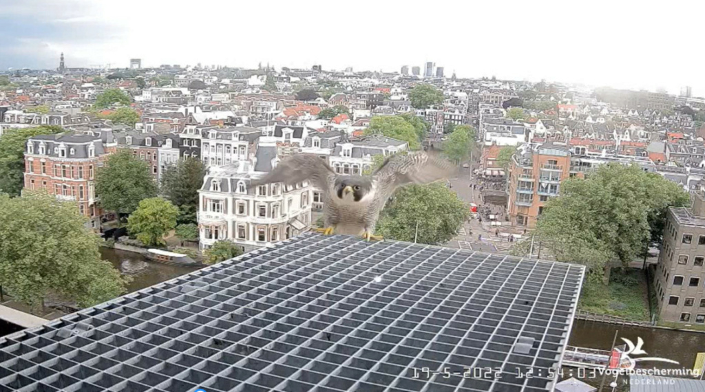 Amsterdam/Rijksmuseum screenshots © Beleef de Lente/Vogelbescherming Nederland - Pagina 3 20223269